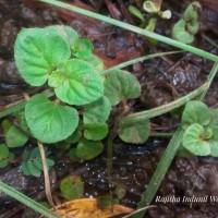 Lobelia zeylanica L.